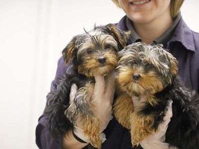 Our work to end puppy smuggling