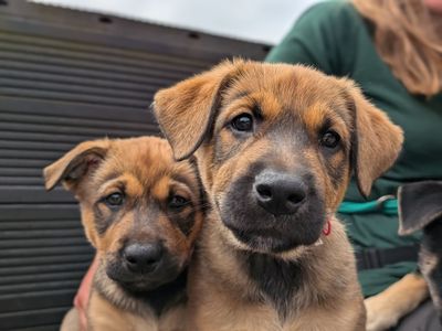 How you’re helping us end puppy smuggling 