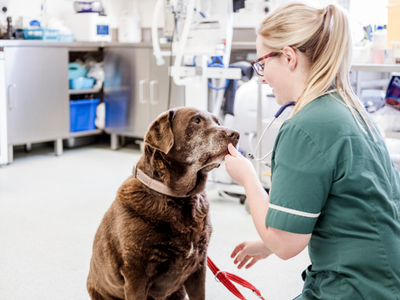 Veterinary team