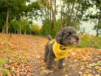99k for Canines walking challenge