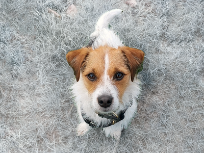 Sponsor a dog
