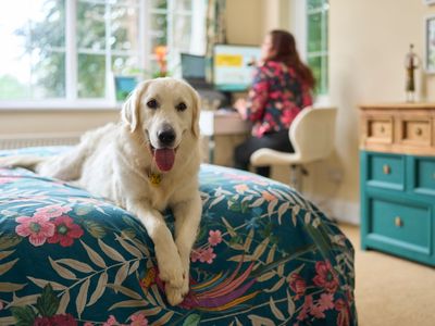 We help dogs and owners live better together 