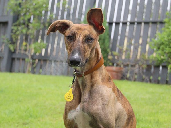 Close up of Sky the Lurcher sitting outdoors