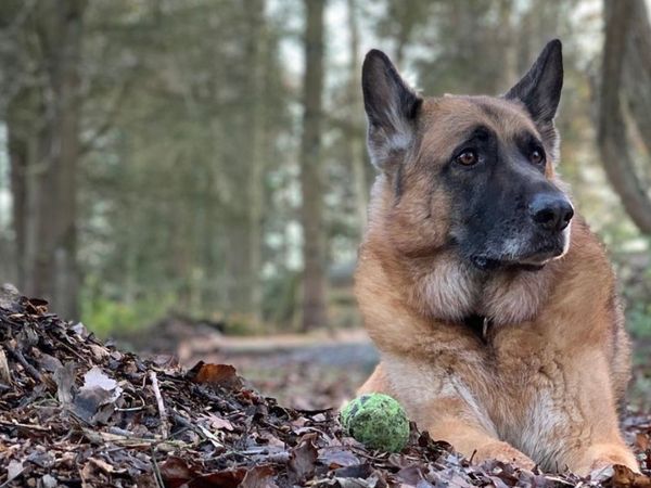 Max the German Shepherd Dog lying down in the woods