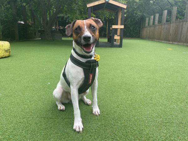 Sylvie the Crossbreed sitting and smiling in her play area