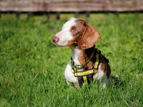 Dixie the blind Dachshund outdoors