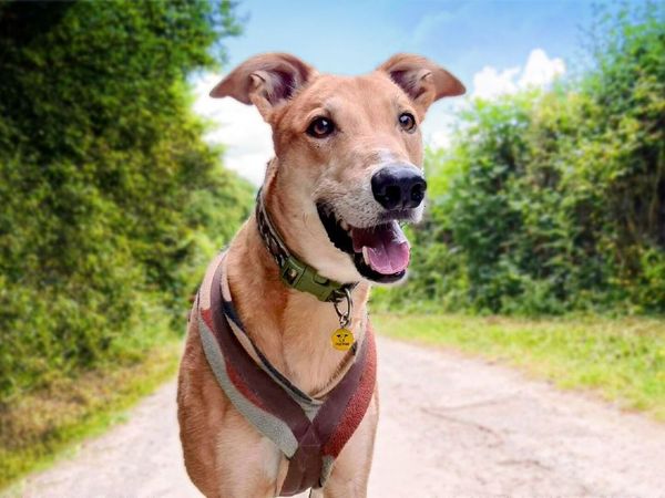 Jake the Lurcher keeps cool in hot weather