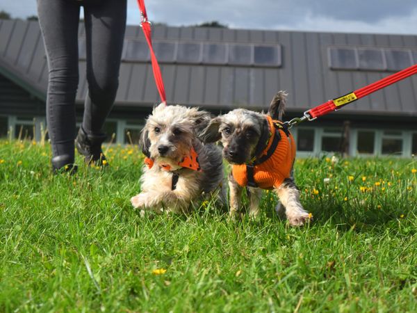 Thelma and Louise find a happy ending, Harefield 
