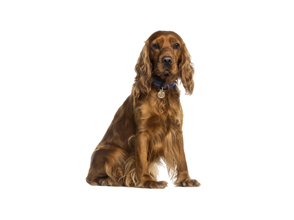 Cocker Spaniel | Rehoming Rescue Dog | Dogs Trust