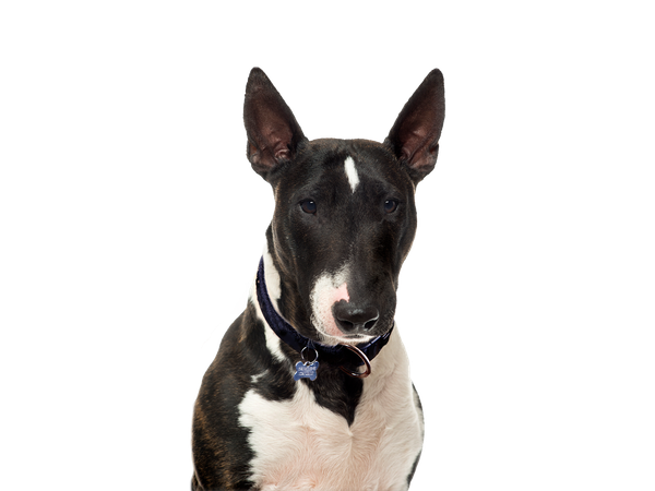 Bull Terrier | Rehoming Rescue Dog | Dogs Trust