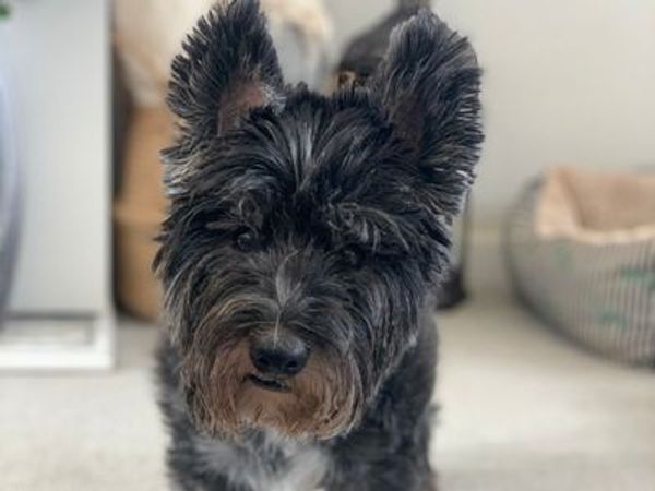 Fletch the Cairn Terrier Cross