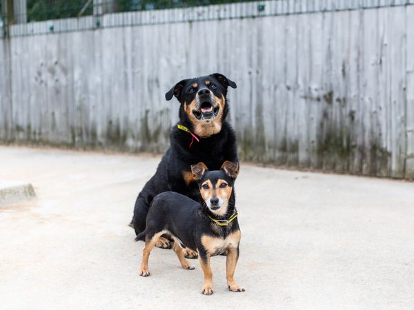 Chops a black and tan Rottweiler and Jack a black and tan Jack Russell Terrier, posing in a concrete garden with a wooden fence.