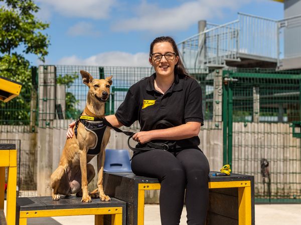 Supporter Relations Officer, Nicola Hardman, smiling with Luna a tan lurcher, at Dogs Trust Manchester.
