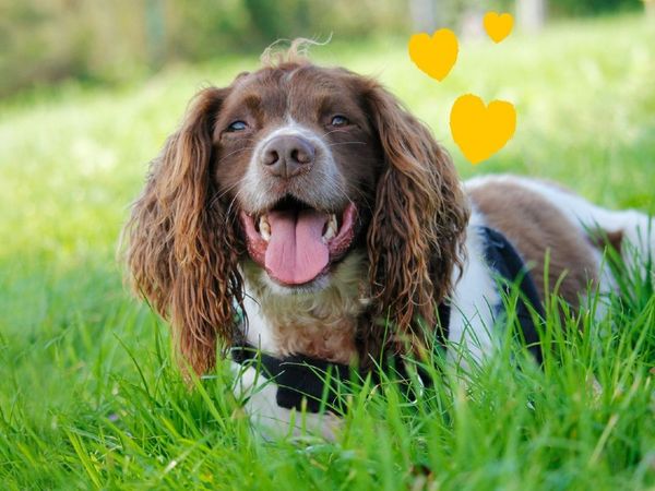 Boris the brown and white Springer Spaniel, sitting in some green grass with three yellow hearts drawn near his head.