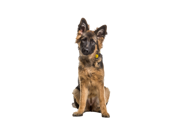 A young black and tan German Shepherd dog in front of a transparent background