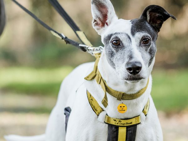 Crossbreed white and black dog wearing a dogs trust branded yellow and black safety harness on a lead