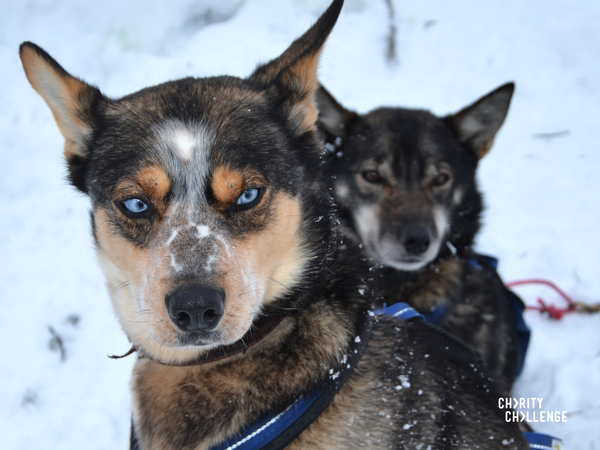 two husky dogs with striking blue eyes and blue harnesses, looking away from the camera in the snow