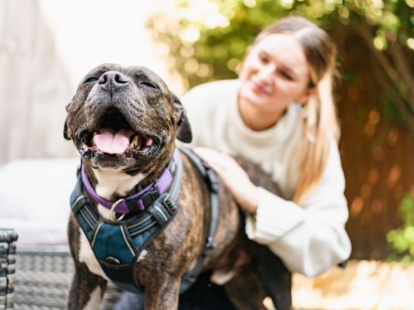 Saffron the Staffie and her owner are reunited on a sunny street