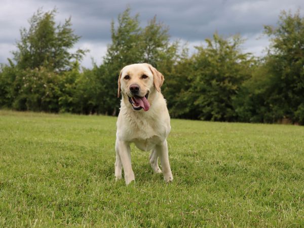 Max a yellow adult Labrador looking at the camera with his tongue out, in a green field