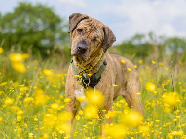 Dog in a field of yellow flowers