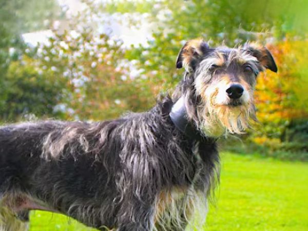 Eli, a Wirehaired Lurcher, enjoys a sunny walk outdoors 