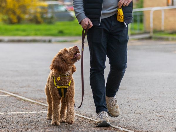  A Dogs Trust staff member walks a Doodle cross dog outdoors and trains them using treats