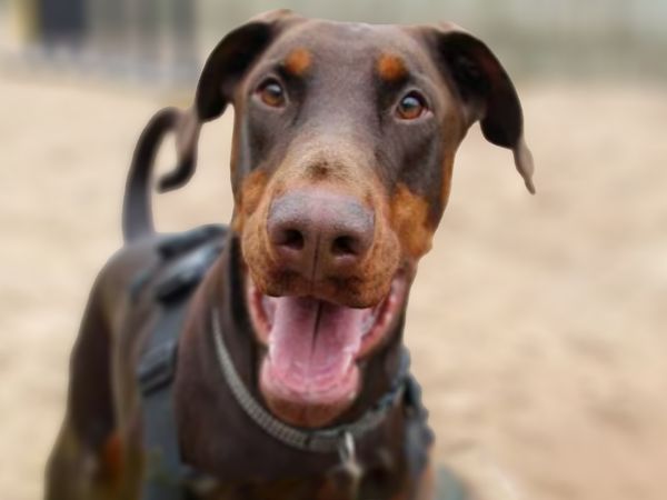 Stuart, a black and tan Doberman, smiles at a camera close to his face
