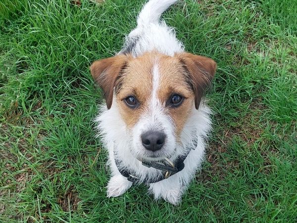 Ted the Jack Russell looks up at the camera while sitting on grass outdoors