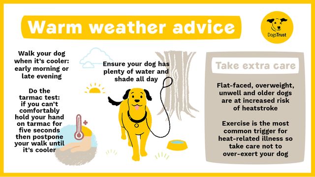 Hot weather advice for dogs infographic which recommends walking your dog early morning or late evening, during the tarmac test for five seconds and ensuring your dog has plenty of water and shade on hot days. Take extra care with flat-faced, overweight, unwell and older dogs and to not let dogs get over-exterted.