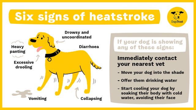 Six signs of heatstroke infographic depicting signs to watch out for of dog heatstroke during hot weather: heavy panting, excessive drooling, vomiting, drowsy, collapsing and diarrhoea. If your dog shows any of these signs then contact your vet immediately. Whilst you wait move them to the shade, give them water and cool their body by soaking then with cold water, avoiding the face.