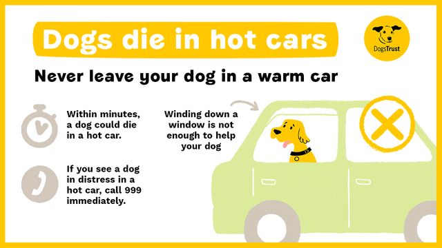 Dogs die in hot cars infographic which includes info on not leaving your dog in a warm car during hot weather as they could die in minutes and winding the window down is not enough. If you see a dog in distress call 999.