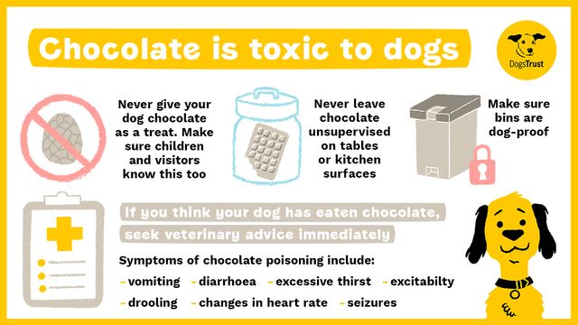 Illustration of info about chocolate being toxic to dogs, which includes: never givng your dog chocolate as a treat or leaving it out unsupervised. Make sure anyone visiting knows this too and making sure your bin is dog-proof. If your dog displays any symptoms such as vomiting, diarrhoea, excessive thirst, drooling, seizures, changes in heart rate and excitability, then please contact your vet immediately.