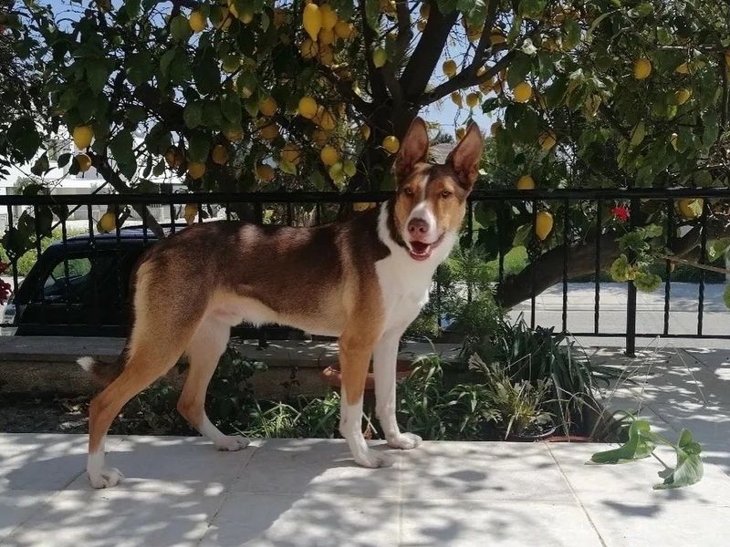 Jip the Collie Cross standing under a lemon tree on a sunny day