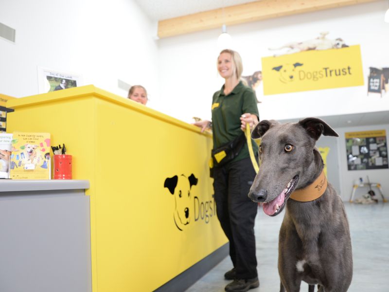 Close up of Greyhound and Canine Carer at Dogs Trust Evesham reception