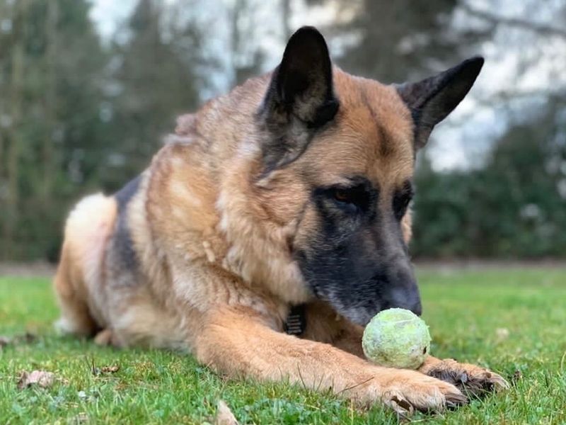 Max the German Shepherd Dog lying down on the grass with a tennis ball