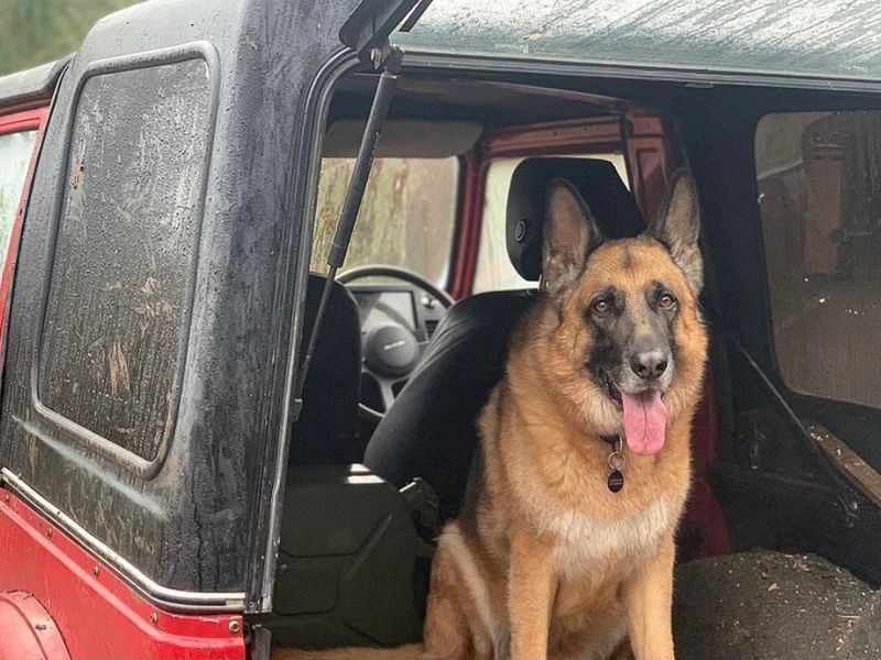 Max the German Shepherd Dog going to his new home