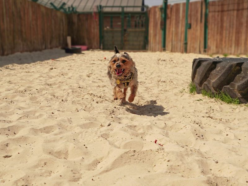 Adult Terrier running to the camera, in the sand, on a sunny day.