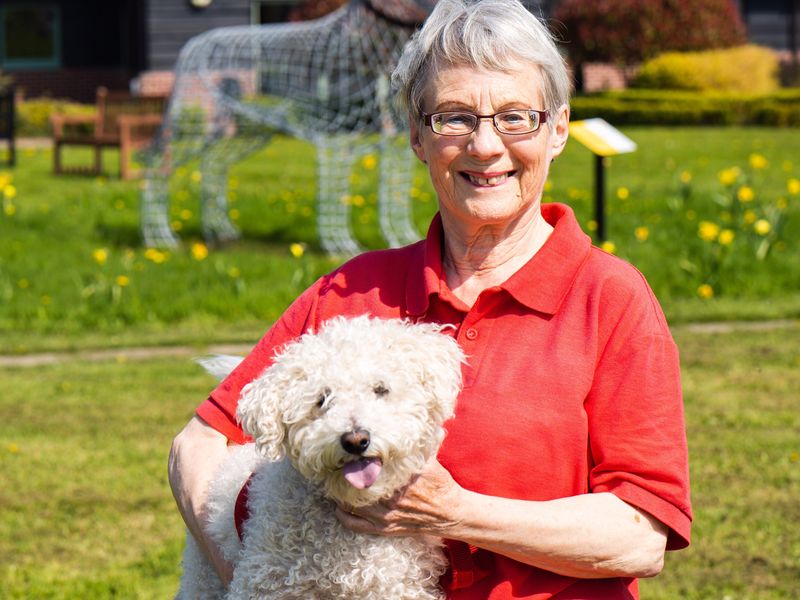 Volunteer Rosemary sits with Toby the Bichon Frise on her lap