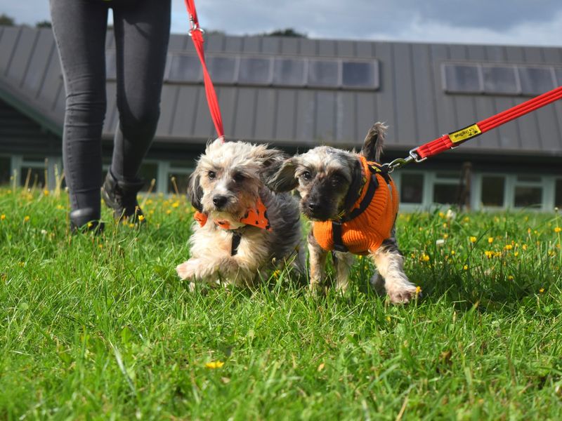 Thelma and Louise find a happy ending, Harefield 