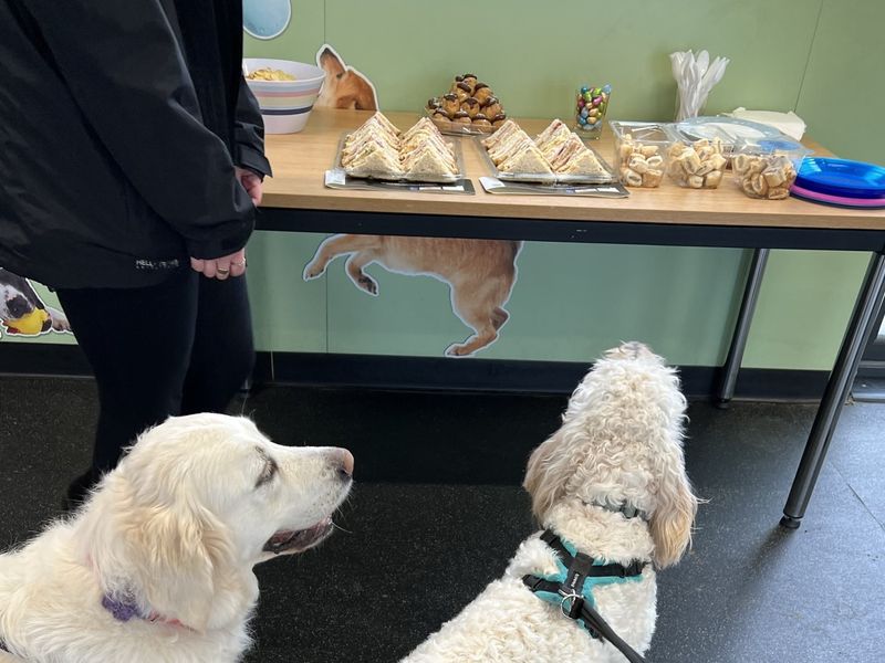 Two of the golden doodle siblings looking up at the table of dog foods and snacks prepared for by the Snetterton staff. 