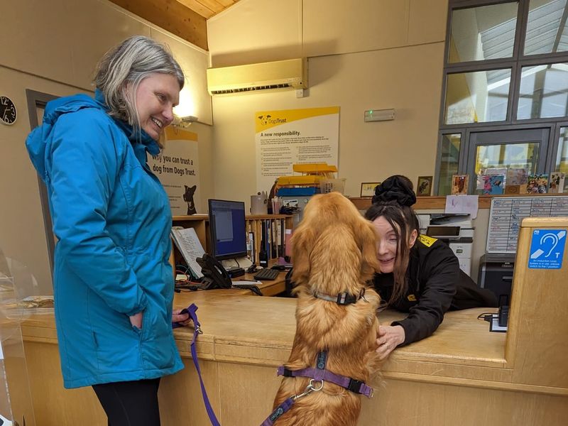 One of the golden doodles jumping up at the Snetterton reception counter receiving a cuddle from the receptionist, whilst the owner smiles. 