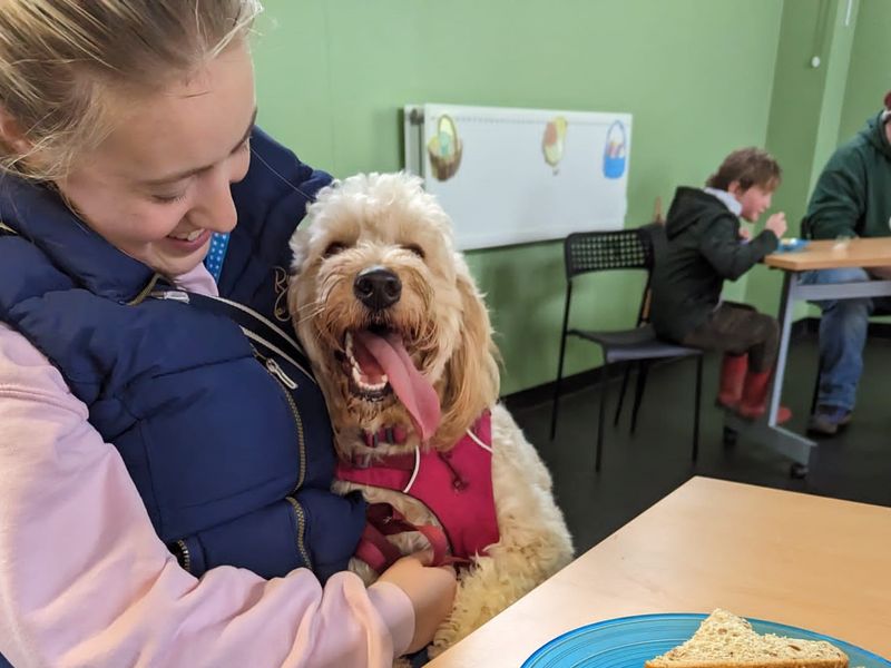 One of the golden doodles sitting on their owners lap at the table with it's tongue sticking out. 