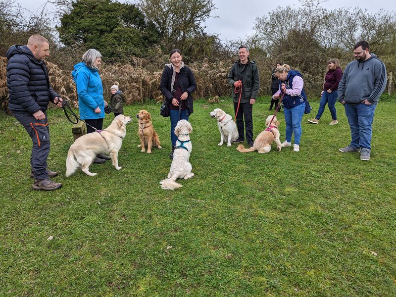 All of the Golden Doodle siblings including their Mother, taking a lovely picture with their owners in the Snetterton park grounds. 