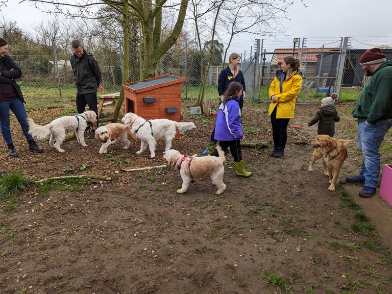 The whole family of Golden Doodles in Snetterton's park grounds with owners and employees.