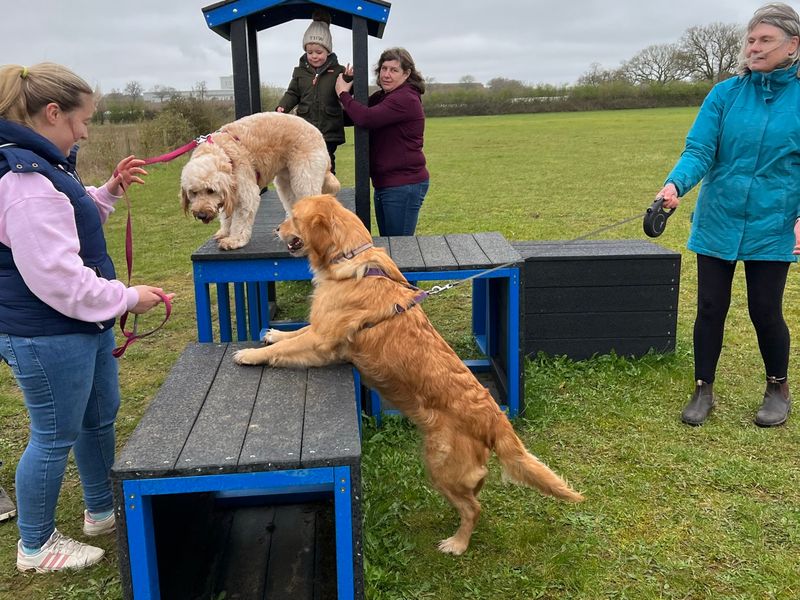 Two of the golden doodle siblings playing on the dog ramps on Snetterton park grounds with owners.