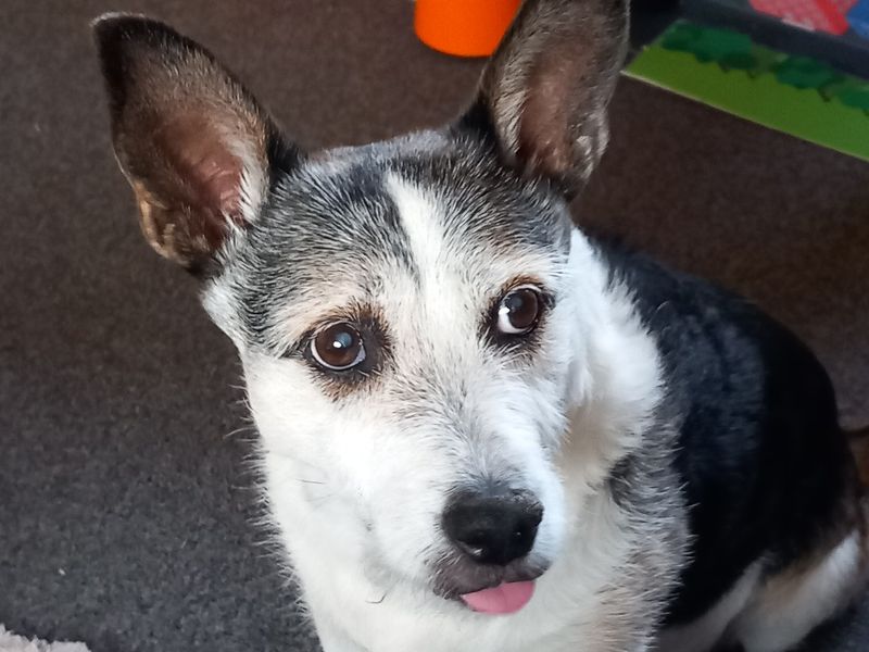 Letty a  Fourteen-year-old Terrier Cross, looking to the side with her tongue sitting out. 