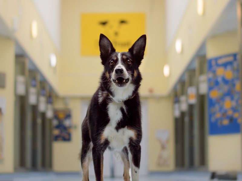 Gizmo a tri-coloured Border Collie, looking at the camera with his mouth open in the Kenilworth kennel gallery.