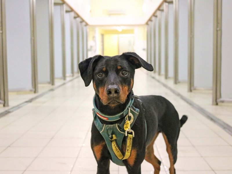 Photo of a black and tan crossbreed dog with a green and yellow harness, standing in the middle of the hallway kennel block.