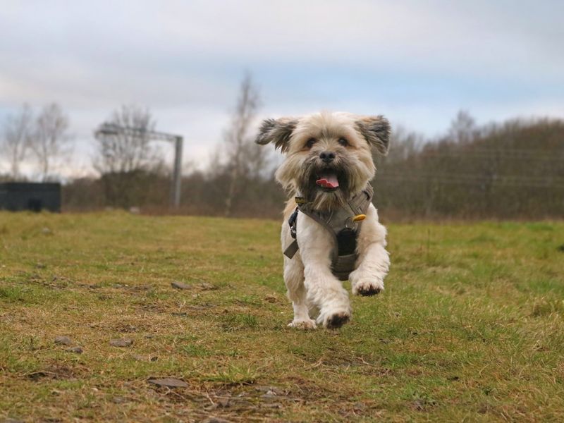 Image of a fluffy white dog running in a green field towards the camera.