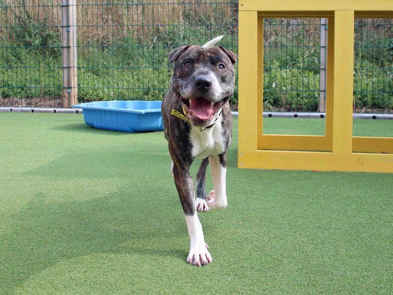 Reg the Underdog plays outside
